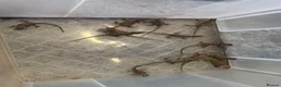 Bearded Dragon reptiles for sale: Beautiful Baby Bearded Dragons Available - Advert 13