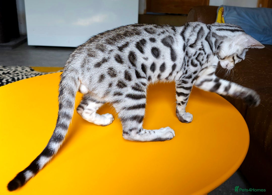 Bengal cats for sale: Exceptional Bengal kittens Available  - Image 9