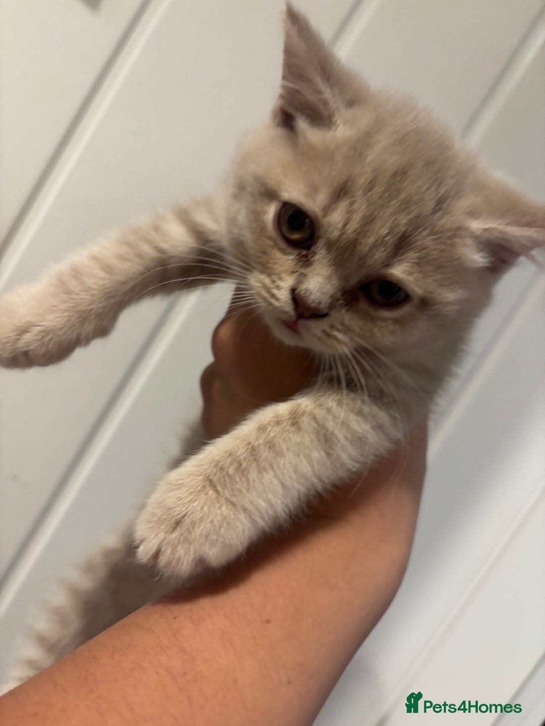 British Shorthair cats for sale: British short hairs  - Image 14