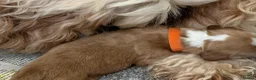 Cockapoo dogs for sale: F1B Cockapoo’s  - Advert 20