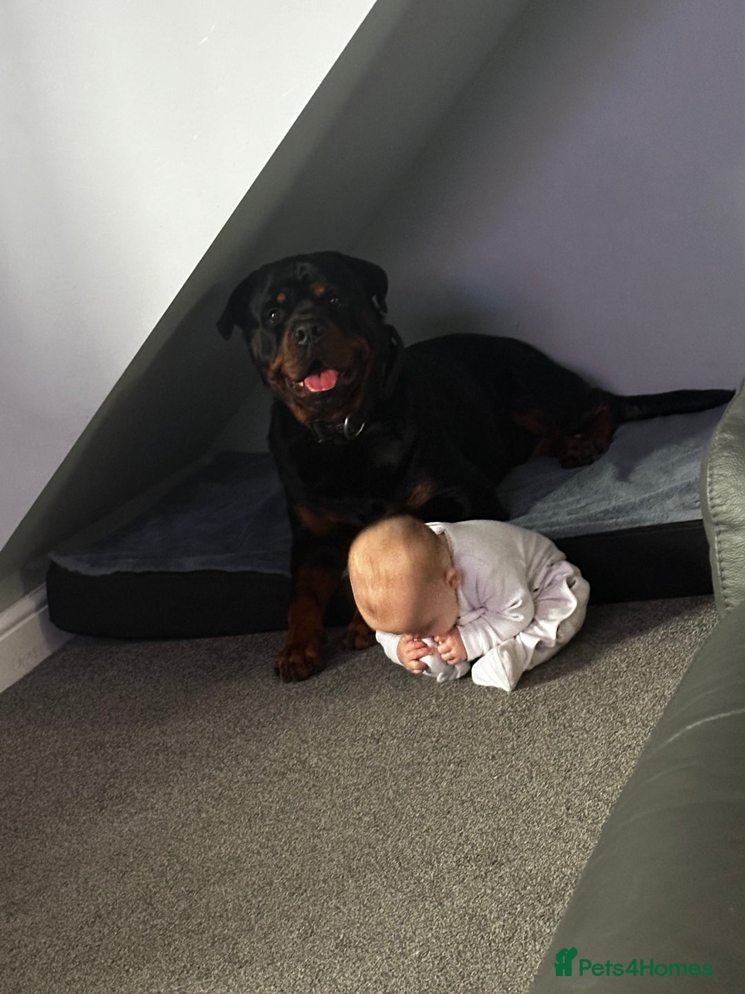 Rottweiler dogs for sale: Rottweiler needs a loving forever home  - Advert 11
