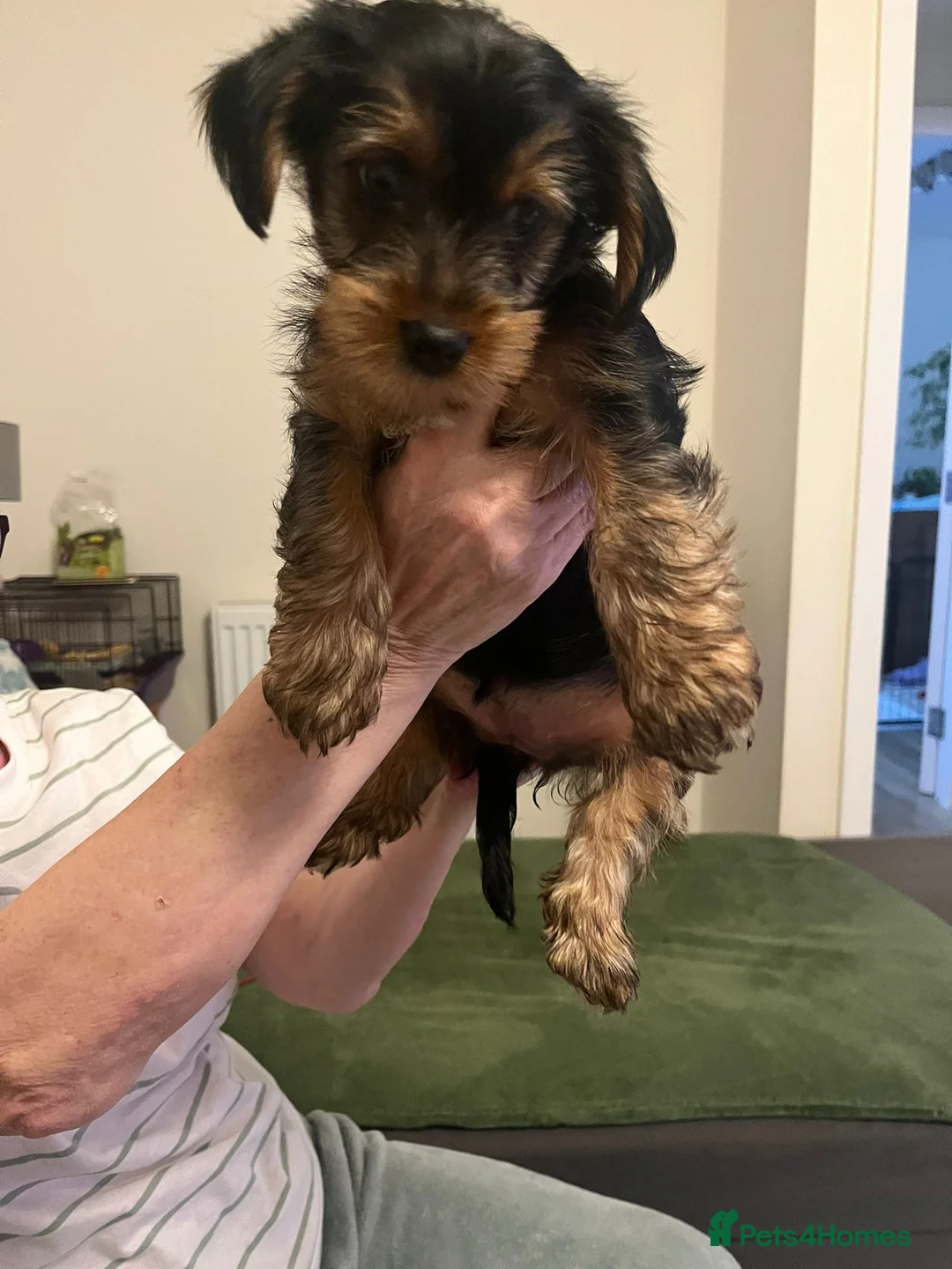 Yorkshire Terrier dogs for sale: Pedigree Yorkshire Terrier Puppies-3 Female  - Advert 5