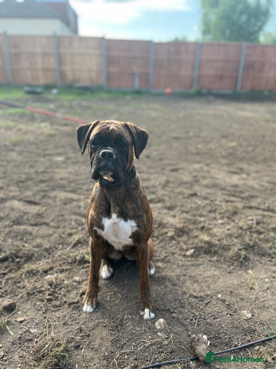 Boxer dogs for sale: 2 beautiful female boxers  - Advert 3