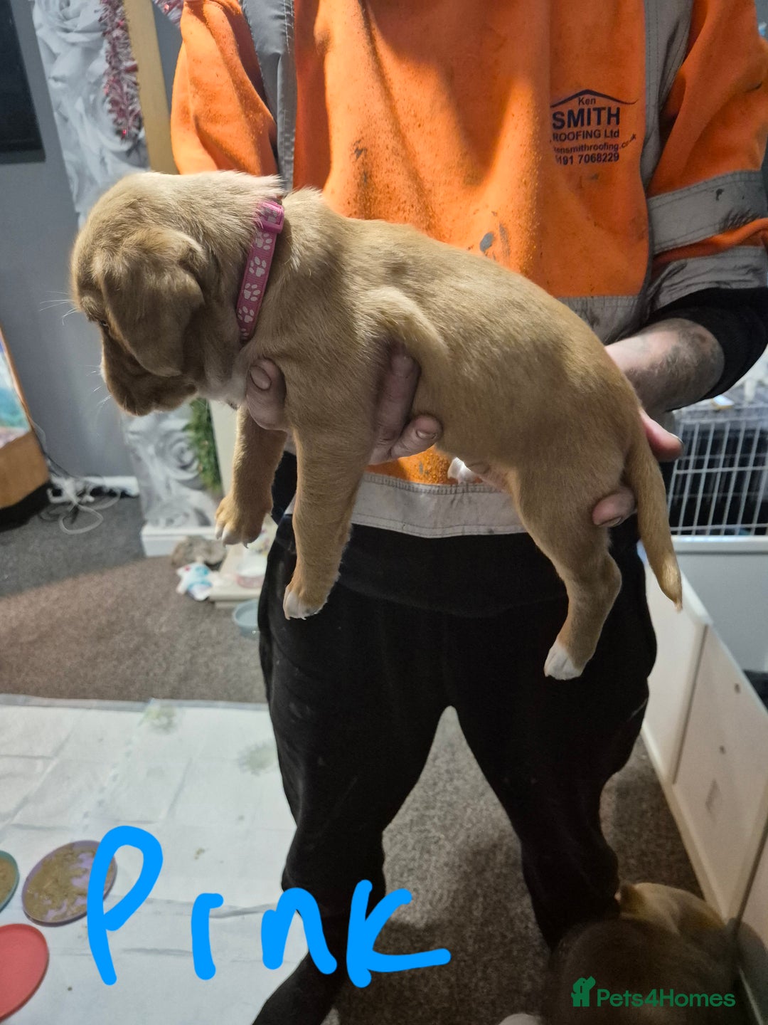 Springador dogs for sale: 3 springador puppies for sale  - Advert 6