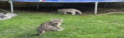 British Shorthair cats for sale: British taby 100% verified  - Advert 3