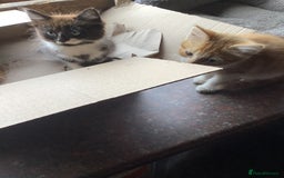 Mixed Breed cats for sale: Fluffy kittens. - Image 6