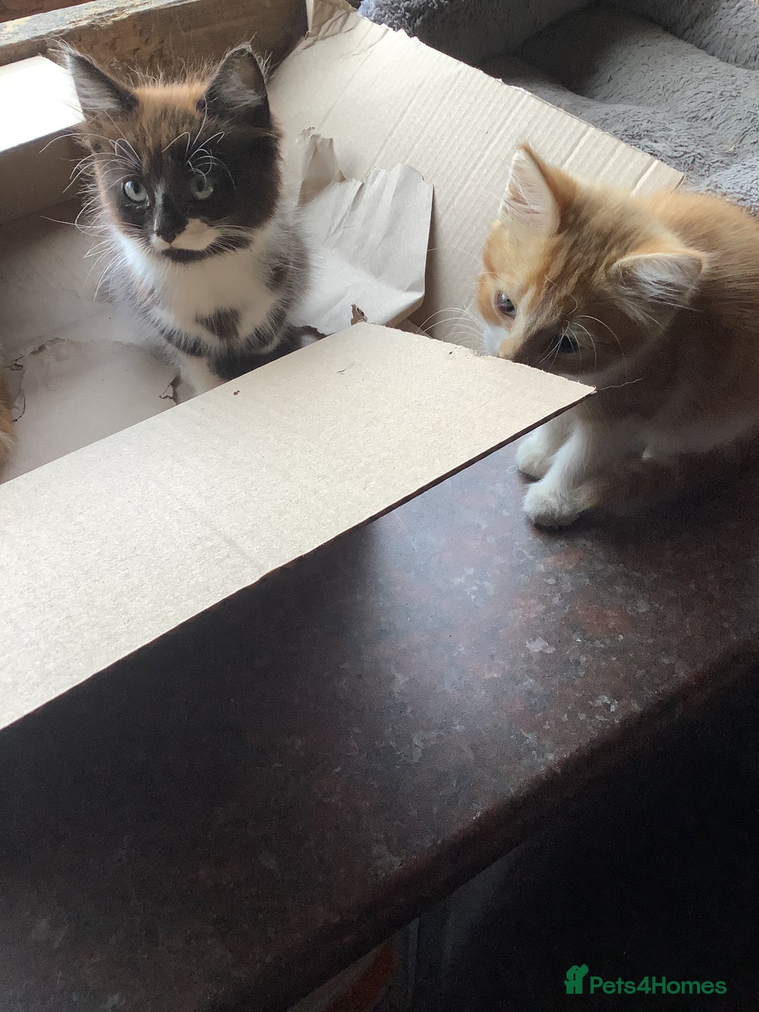 Mixed Breed cats for sale: Fluffy kittens. - Image 6
