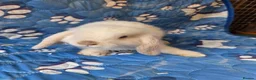 Mini Lop rabbits for sale: Stunning baby mini lops  - Advert 19