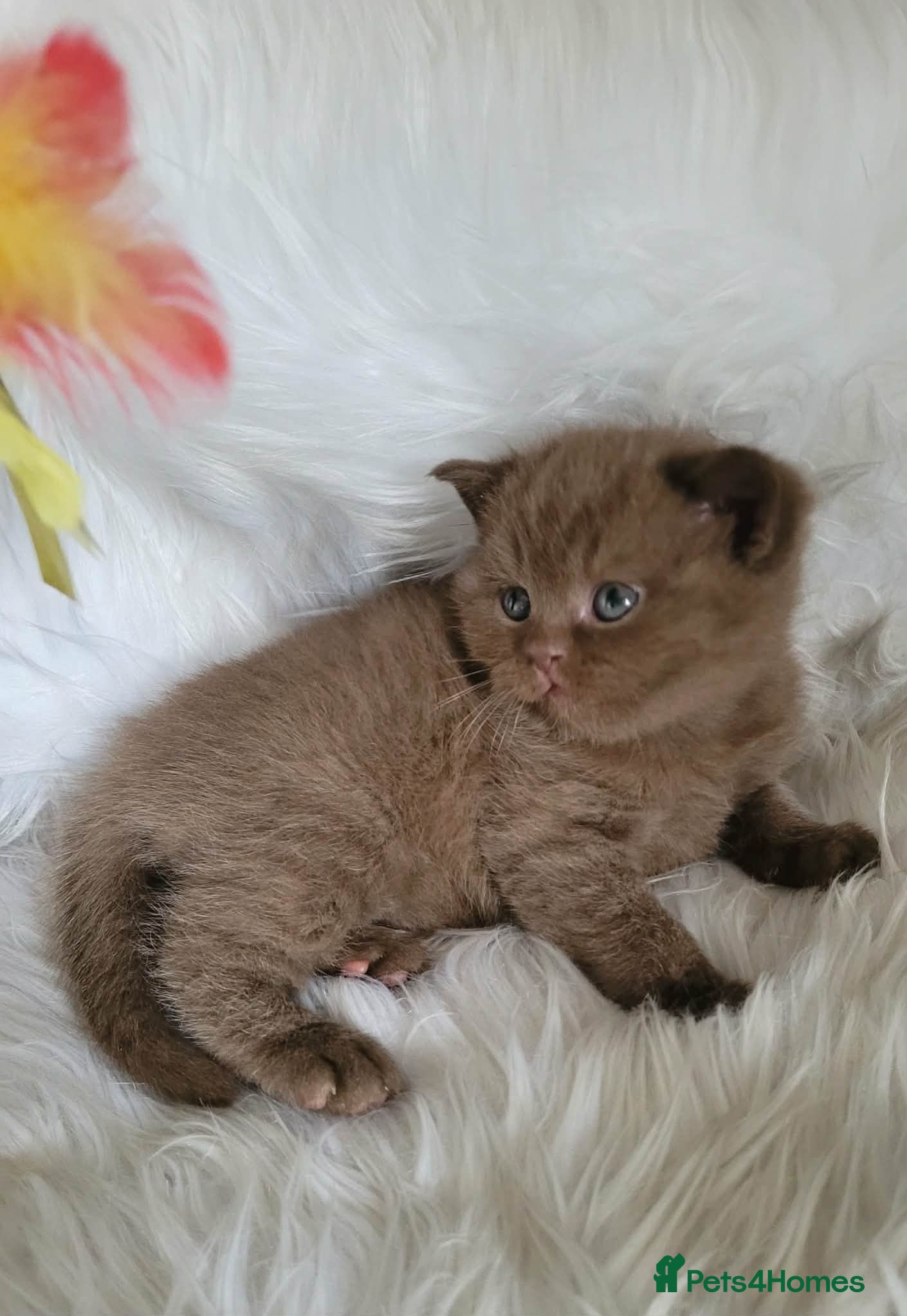 British Shorthair cats GCCF Champion line kittens - Advert 2