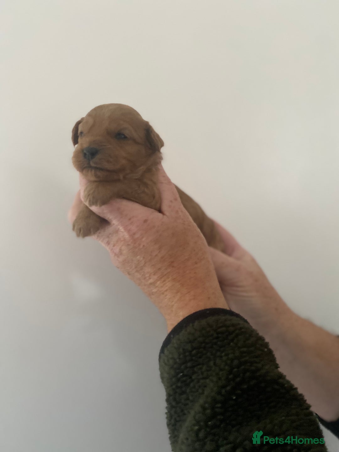 Cavapoo dogs for sale: Beautiful Cavapoo puppy’s❤️ - Image 4