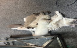 Ragdoll cats for sale: Female - Image 6