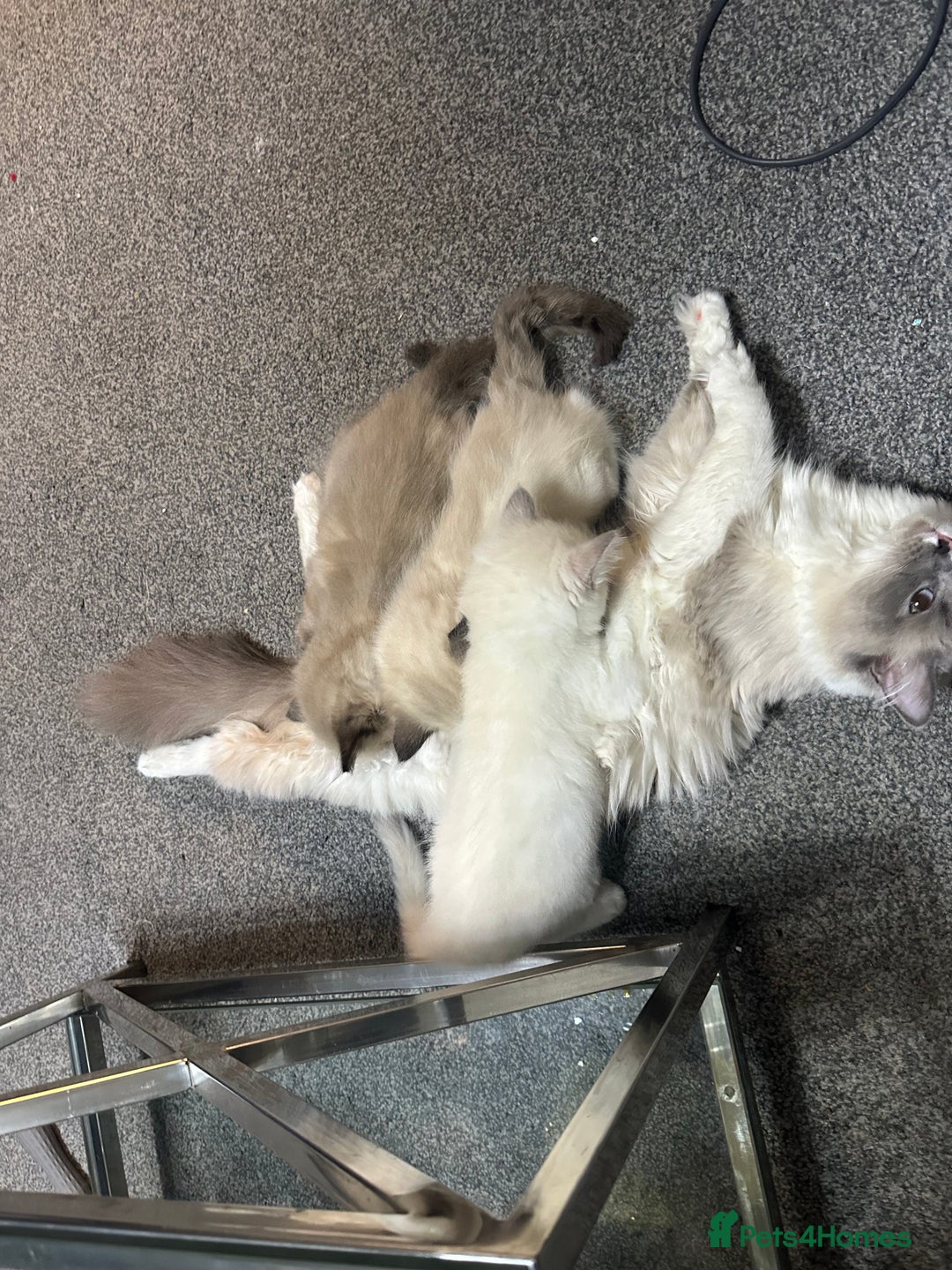 Ragdoll cats for sale: Female - Image 6