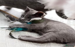 Russian Blue cats for sale: GCCF RUSSIAN BLUE KITTENS  💙🩷🐾 in Manchester - Image 15