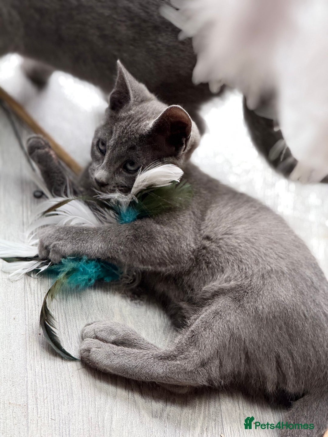 Russian Blue cats for sale: GCCF RUSSIAN BLUE KITTENS  💙🩷🐾 in Manchester - Image 15