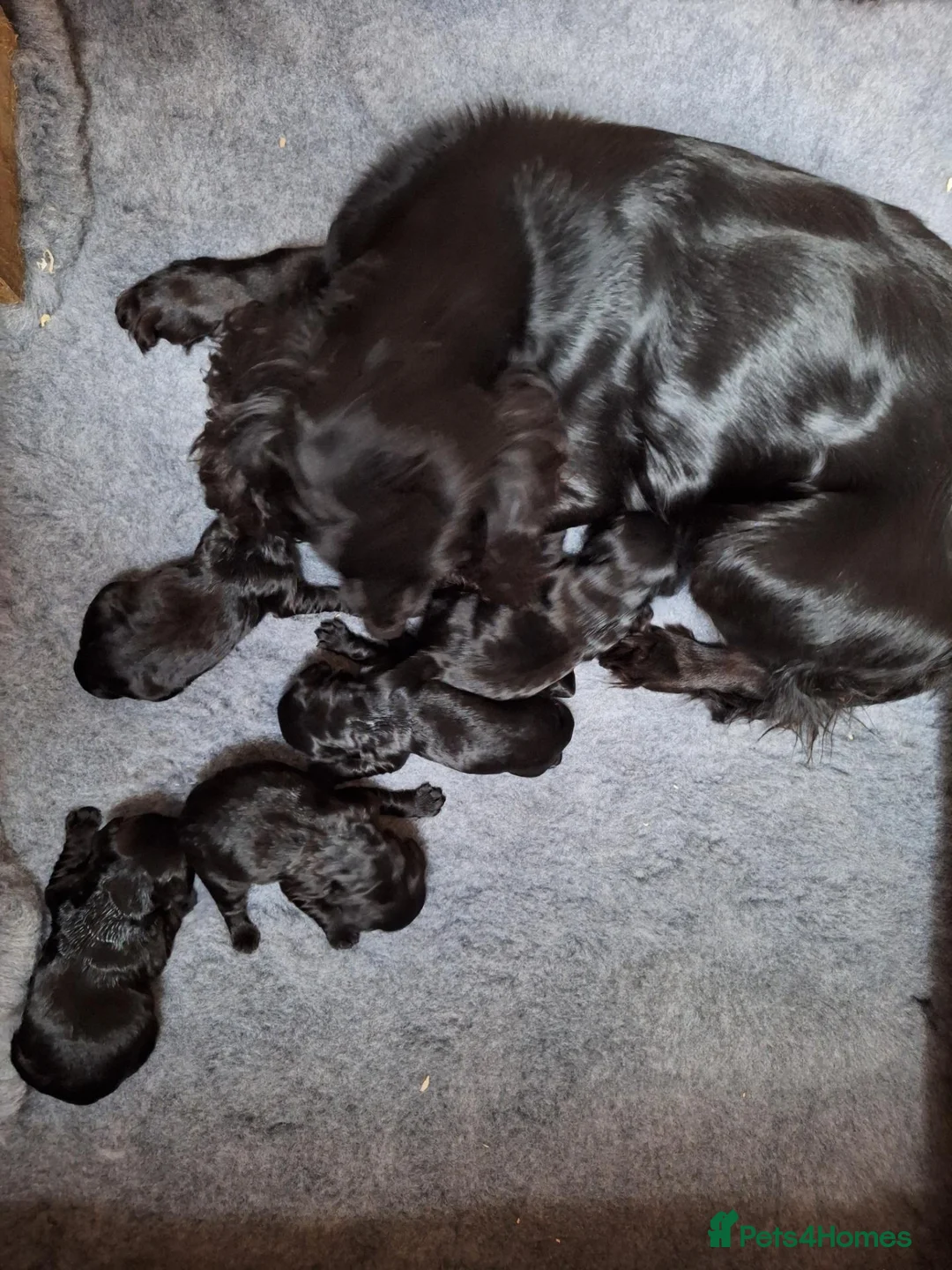 Cocker Spaniel dogs for sale: Ftch sired cocker spaniels - Advert 9