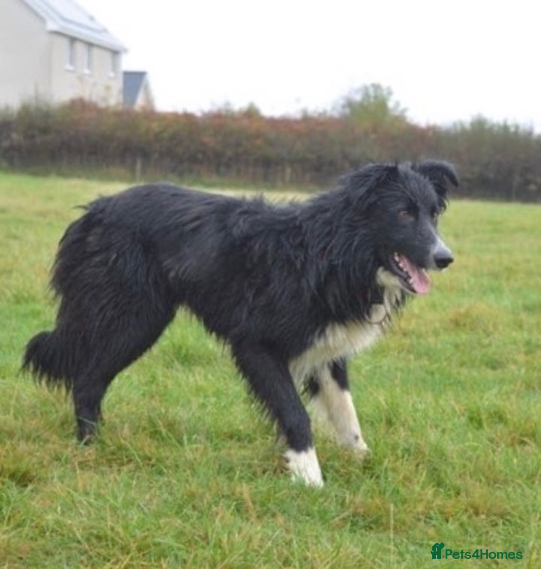 Border Collie dogs for sale: Max - Border Collie Male - Advert 2