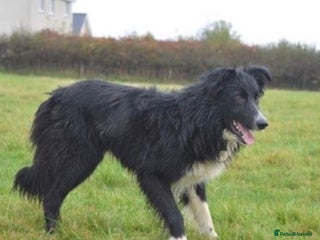Border Collie dogs Max - Border Collie Male - Advert 2