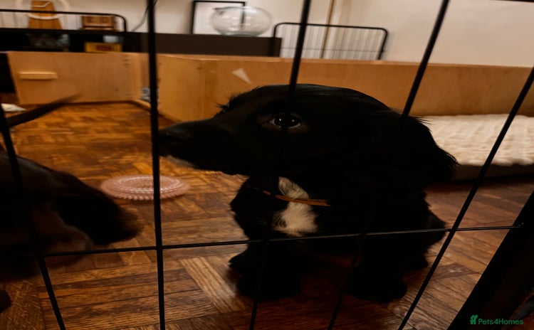 Cocker Spaniel dogs Stunning Working Cocker Spaniel puppies  - Advert 13