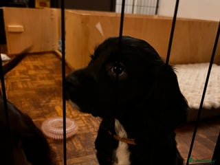 Cocker Spaniel dogs Stunning Working Cocker Spaniel puppies - Advert 16