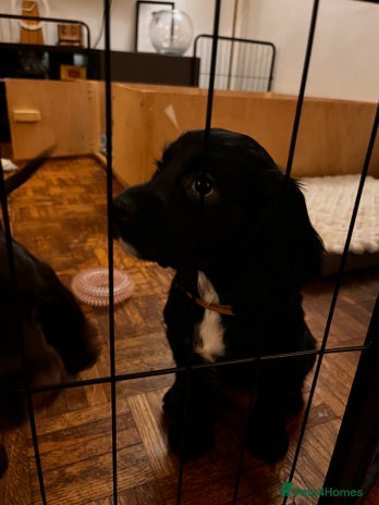 Cocker Spaniel dogs Stunning Working Cocker Spaniel puppies - Advert 13