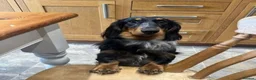 Dachshund dogs for stud: Standard Silver Dapple Long Haired Dachshund Stud in Bishop Auckland - Advert 11