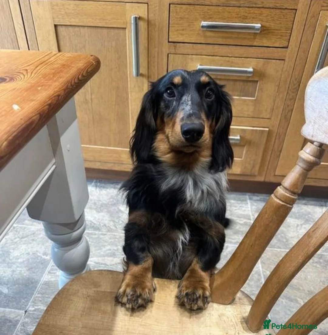 Dachshund dogs for stud: Standard Silver Dapple Long Haired Dachshund Stud in Bishop Auckland - Advert 11