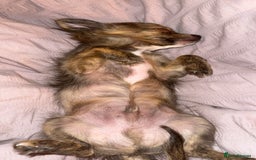 Chihuahua dogs for sale: Tigerbrindle Chihuahua for sale 17 weeks old  - Image 2