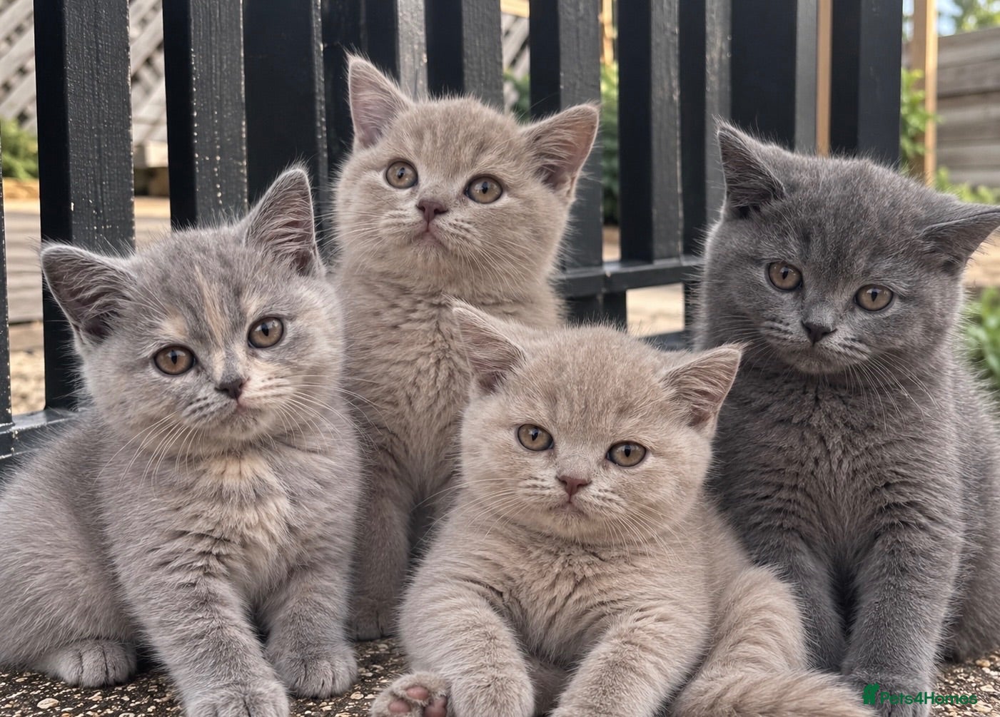 British Shorthair cats GCCF REGISTERED BRITISH SHORTHAIR KITTENS 🐾 - Advert 2