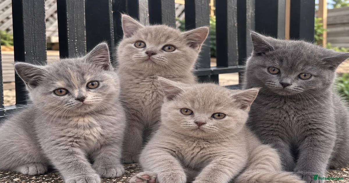 kittens-for-sale-in-swindon-swindon-pets4homes