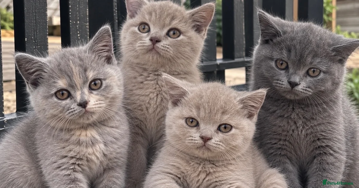 Kittens For Sale In Swindon Swindon Pets4Homes kittens-for-sale-in-swindon-swindon-pets4homes