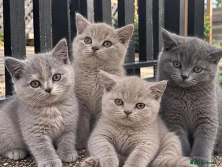 British Shorthair cats GCCF REGISTERED BRITISH SHORTHAIR KITTENS 🐾 - Advert 2