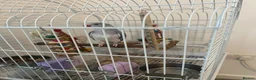 Parrots birds for sale: Indian Ring neck only 8 weeks old - Advert 8