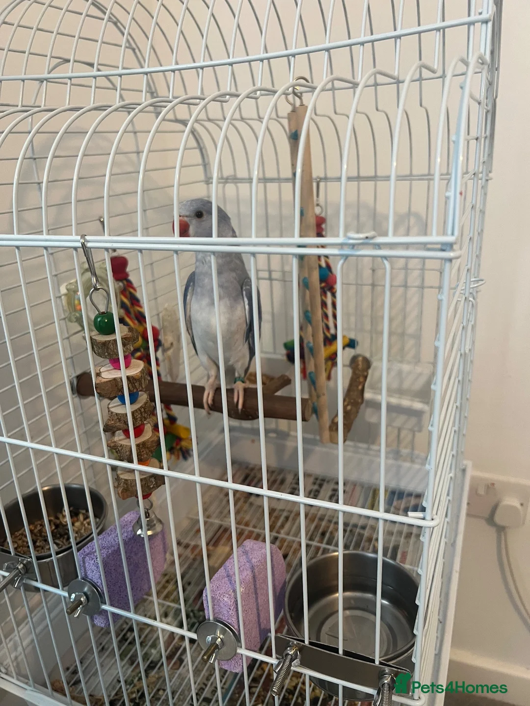 Parrots birds for sale: Indian Ring neck only 8 weeks old - Advert 8