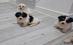 Cavachon dogs for sale: Cavachon puppies  - Image 13