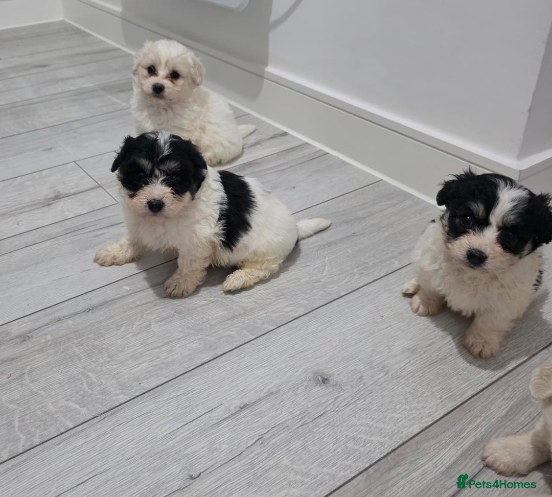 Cavachon dogs for sale: Cavachon puppies  - Image 13