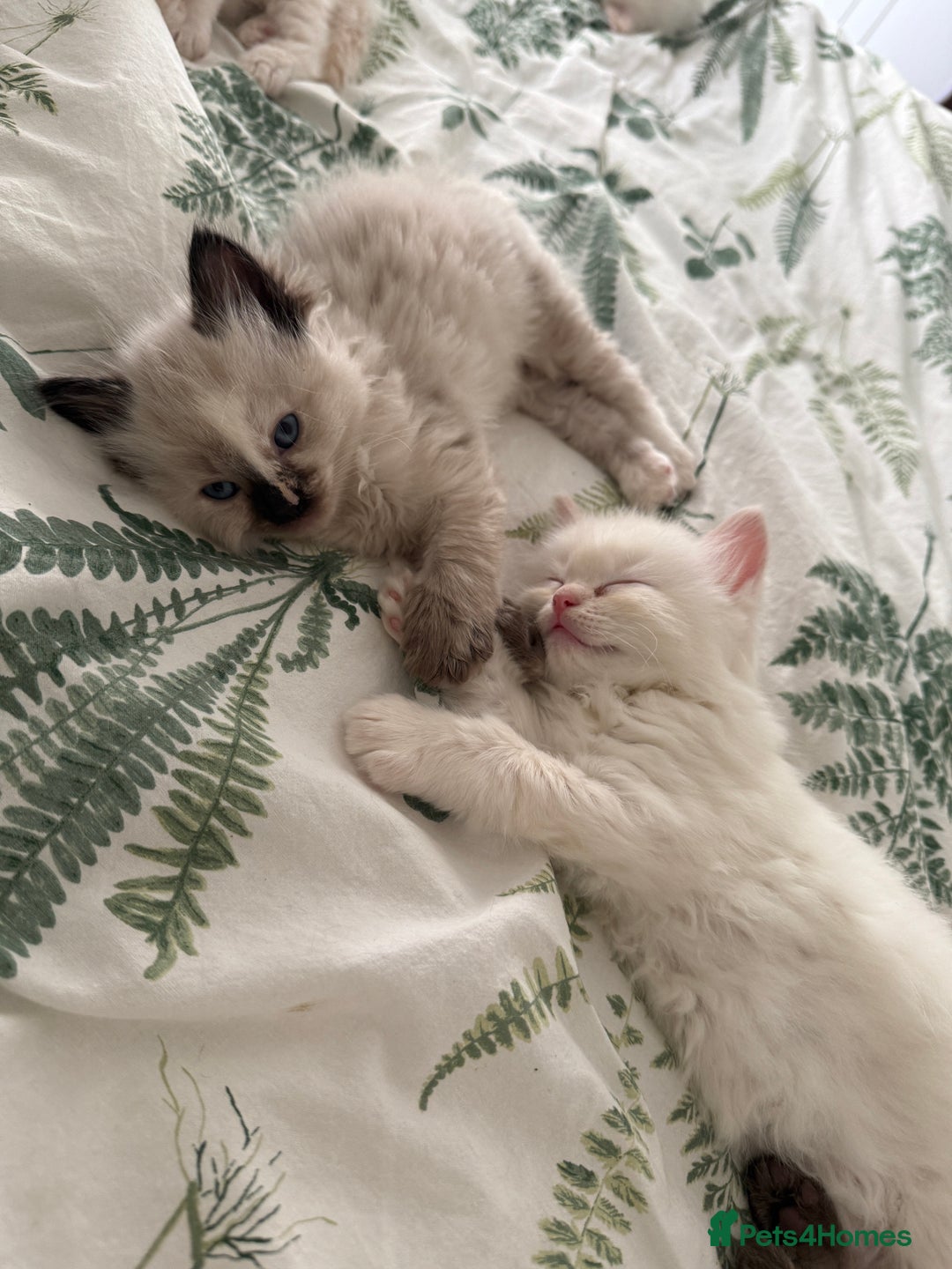 Ragdoll cats for sale: 8 ragdoll kittens, flame point, seal & blue point - Image 27