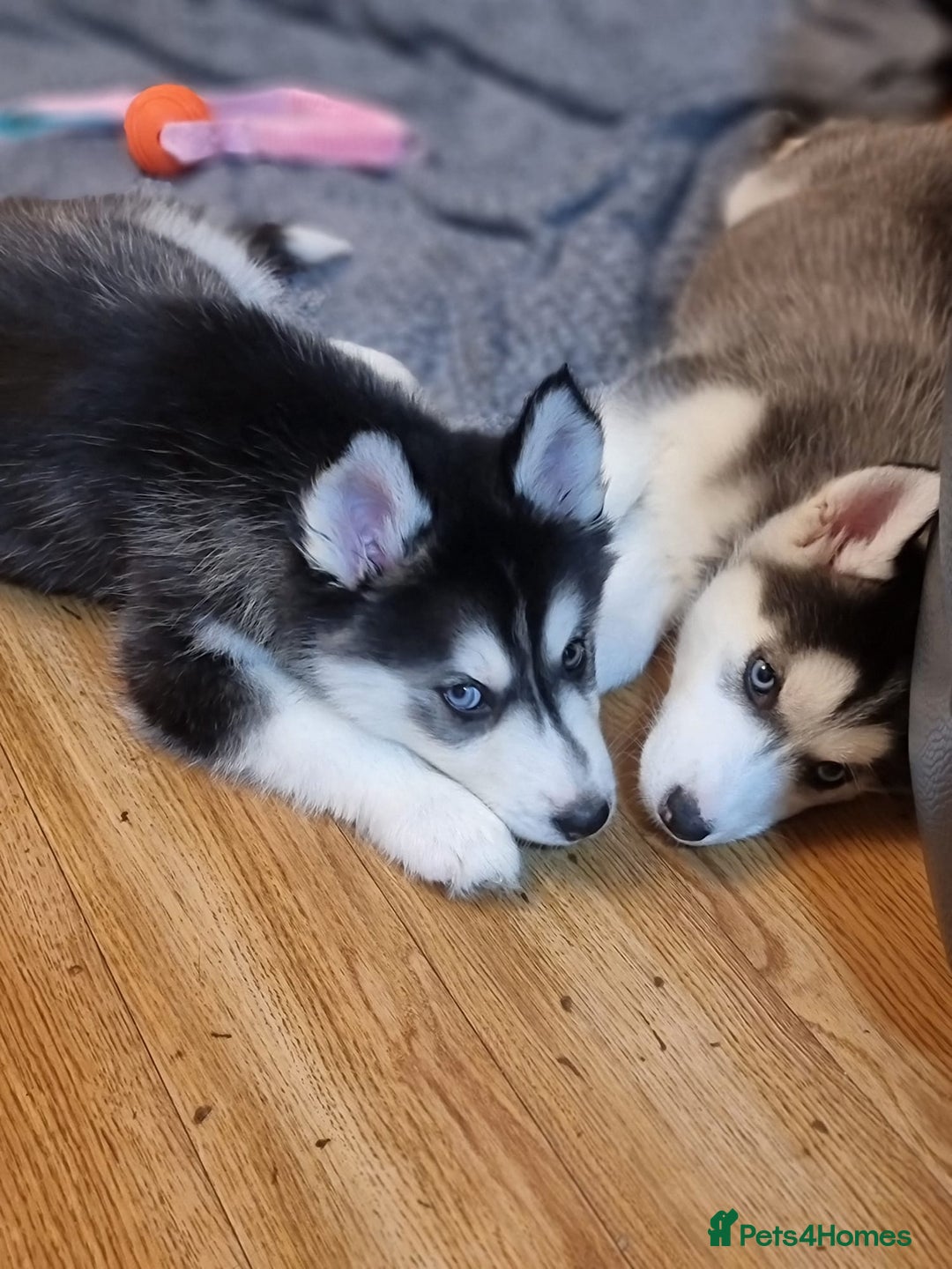 Siberian Husky dogs for sale: Siberian Husky Puppies/8 Weeks Old Glasgow 600each - Advert 1
