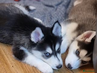 Siberian Husky dogs Siberian Husky Puppies/8 Weeks Old Glasgow 600each - Advert 6