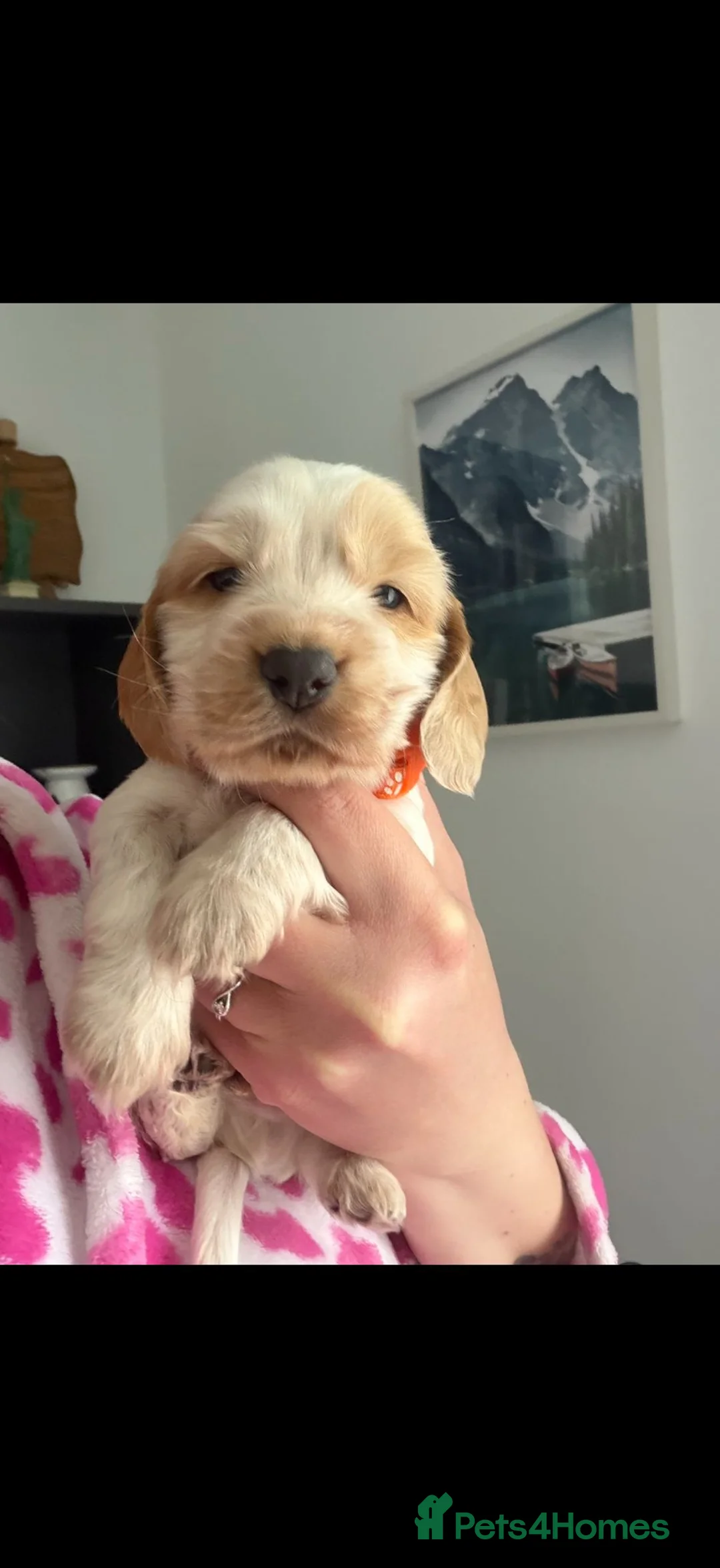 Cocker Spaniel dogs for sale: 1 Boy Show Type Cocker Spaniel Puppies - Advert 2