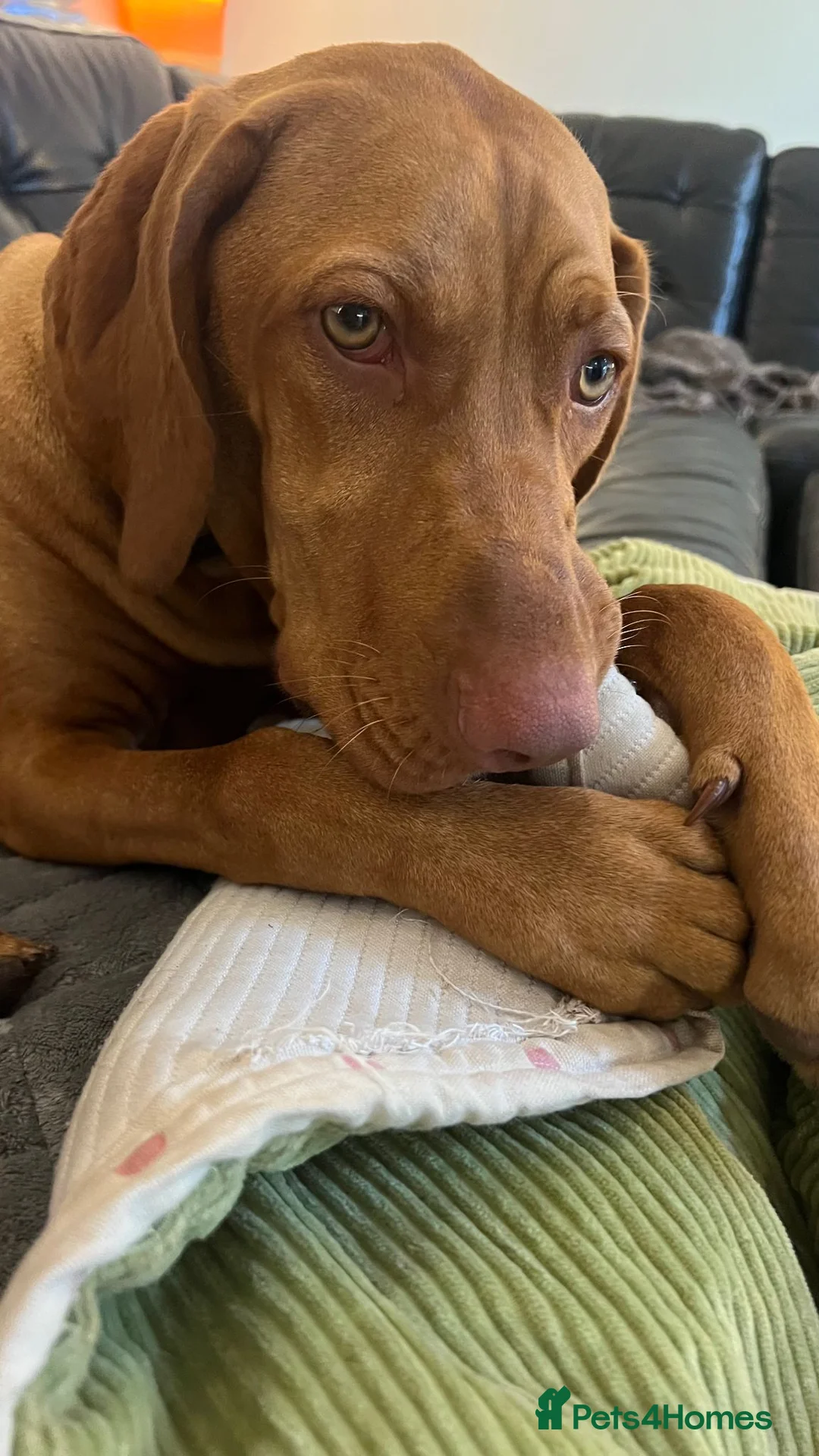 Hungarian Vizsla dogs for sale: Beautiful 7-month-old female Vizsla - Advert 9