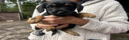 Mixed Breed dogs for sale: Border terrier x border poodle  - Advert 6