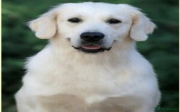 Golden Retriever dogs for sale: Newmiller Retrievers Litter Announcement  - Image 15