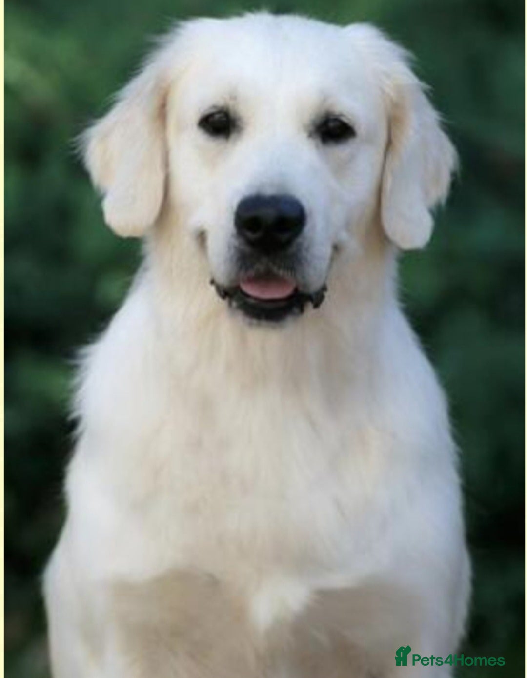 Golden Retriever dogs for sale: Newmiller Retrievers Litter Announcement  - Image 15