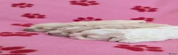 Maltipoo dogs for sale: Toy Maltipoo puppies - DNA health tested parents! - Advert 9