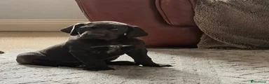 Solid Black Dog