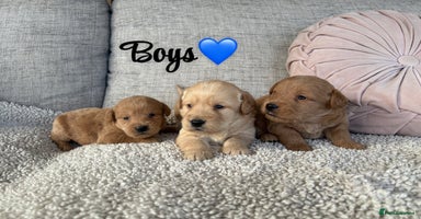 Labradoodle dogs - Advert 4