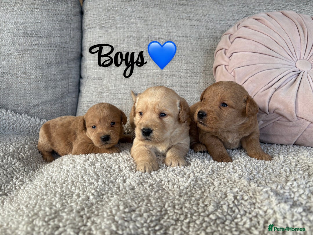 Labradoodle dogs for sale: Red/Apricot Health Tested Miniature Labradoodles - Image 3
