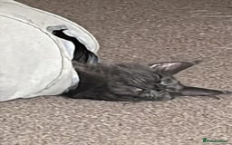 Maine Coon cats for sale: Beautiful loving blue girl - Image 3