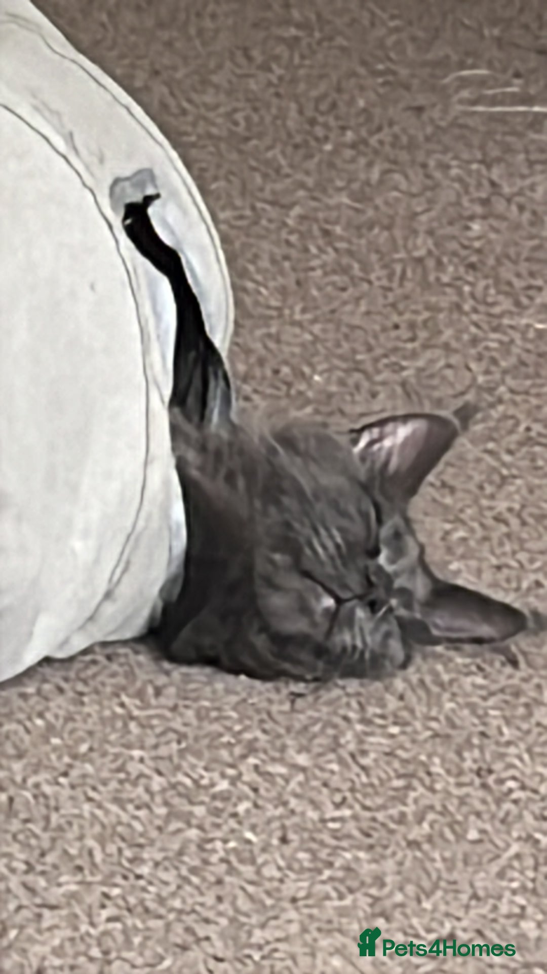 Maine Coon cats for sale: Beautiful loving blue girl - Image 3