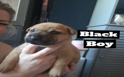 Mixed Breed dogs for sale: Belgian Malinois X Shar-pei puppies  - Image 11